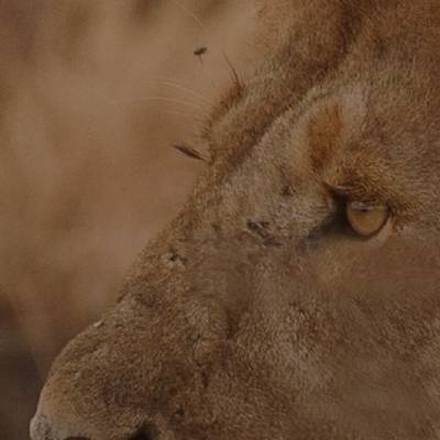 Запустим тур вместе с Алсу Гилязовой